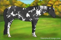 Horse Color:White Spotted Black 