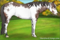 Horse Color:Brown Sabino Frame Varnish