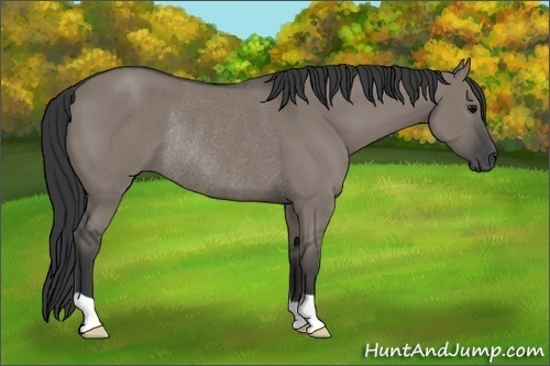 Horse Color:Grullo Rabicano 