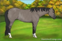 Horse Color:Grullo Rabicano