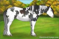 Horse Color:White Spotted Black Splash