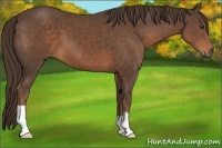 Horse Color:Liver Chestnut