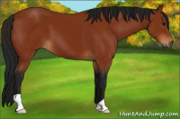Horse Color:Gray Bay 