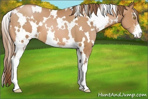 Horse Color:White Spotted Bay Pearl Sabino 