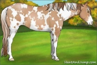 Horse Color:White Spotted Bay Pearl Sabino 