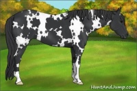 Horse Color:White Spotted Black