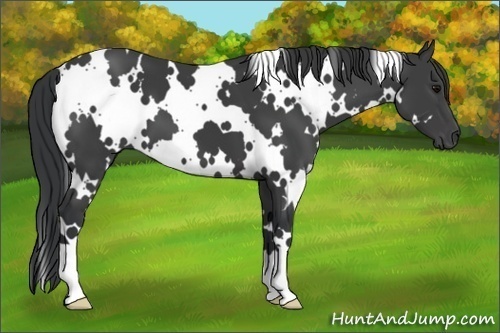 Horse Color:White Spotted Black