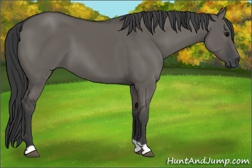 Horse Color:Grullo