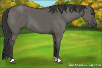 Horse Color:Grullo 