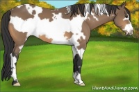 Horse Color:White Spotted Buckskin Frame 