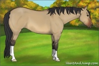 Horse Color:Bay Dun