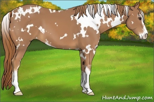 Horse Color:White Spotted Chestnut Sabino 