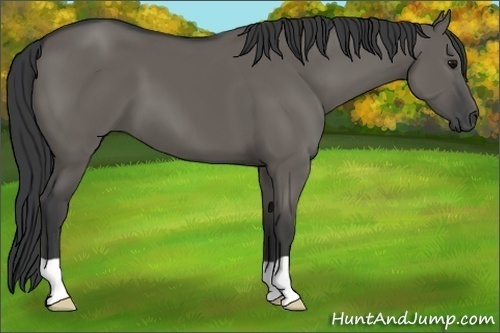 Horse Color:Grullo