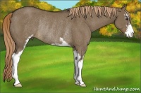 Horse Color:Liver Red Dun Sabino Rabicano