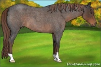 Horse Color:Liver Red Roan 