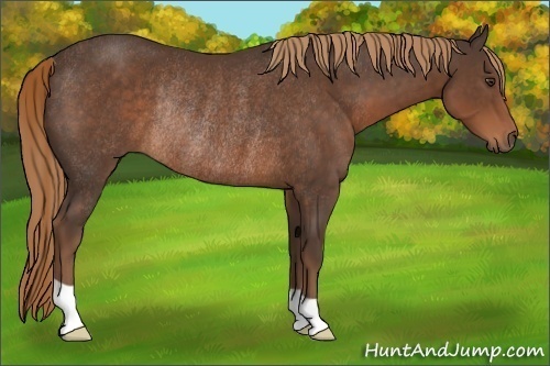 Horse Color:Liver Chestnut Rabicano 