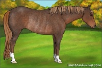 Horse Color:Liver Chestnut Rabicano 
