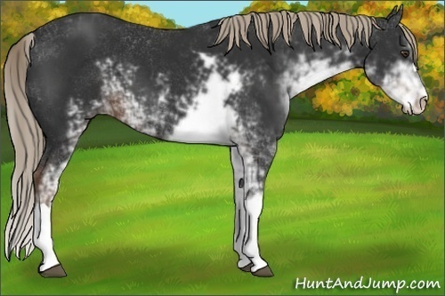 Horse Color:Liver Chestnut Sabino