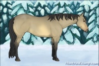 Horse Color:Buckskin Dun Sabino Rabicano