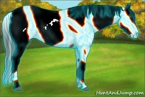 Horse Color:Thunderstruck White Spotted Liver Red Dun Appaloosa