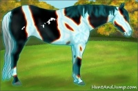 Horse Color:Thunderstruck White Spotted Liver Red Dun Appaloosa 