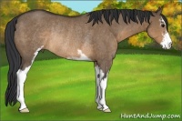 Horse Color:Brown Dun Sabino Rabicano 