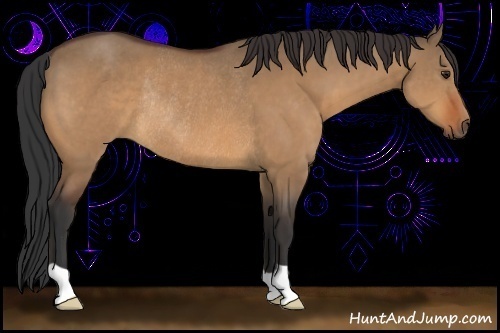 Horse Color:Bay Dun Rabicano 