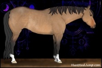 Horse Color:Bay Dun Rabicano 