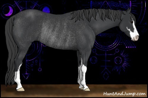 Horse Color:Black Sabino Rabicano 