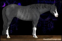 Horse Color:Black Sabino Rabicano 