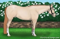 Horse Color:Buckskin Pearl