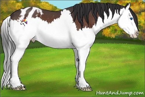 Horse Color:Bay Roan Splash Appaloosa 