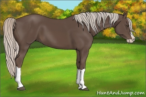 Horse Color:Silver Black Splash 