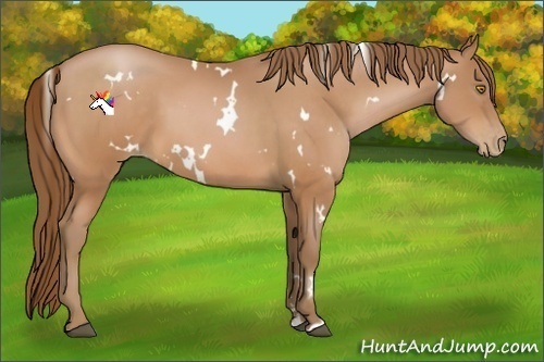 Horse Color:White Spotted Bay Pearl Sabino 