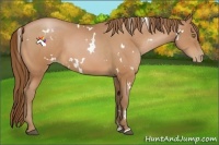 Horse Color:White Spotted Bay Pearl Sabino 