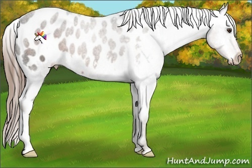 Horse Color:Liver Chestnut Appaloosa 