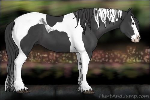 Horse Color:Black Sabino Splash Tobiano