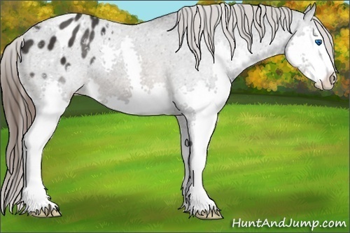 Horse Color:Brown Sabino Splash Varnish
