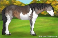 Horse Color:Brown Splash 