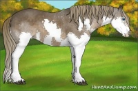 Horse Color:Liver Chestnut Splash 