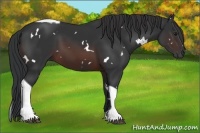 Horse Color:White Spotted Brown Tobiano 