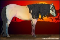 Horse Color:Bay Dun 