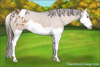 Horse Color:Liver Chestnut Splash Appaloosa 