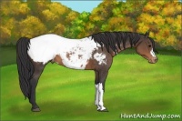 Horse Color:Brown Appaloosa 