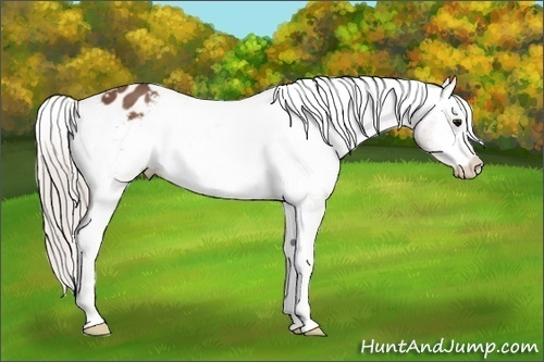 Horse Color:Silver Brown Appaloosa 