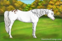 Horse Color:Silver Brown Appaloosa