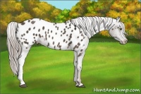 Horse Color:Chocolate Palomino Appaloosa 