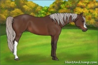 Horse Color:Silver Bay 
