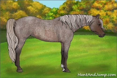 Horse Color:Silver Brown Roan Rabicano 