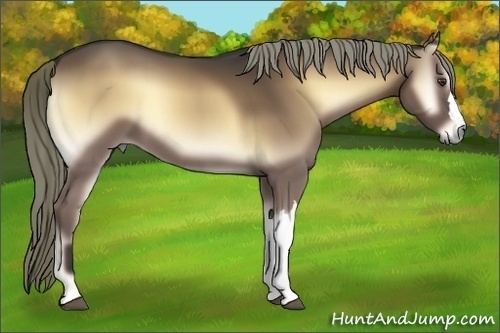 Horse Color:Liver Red Onyx 